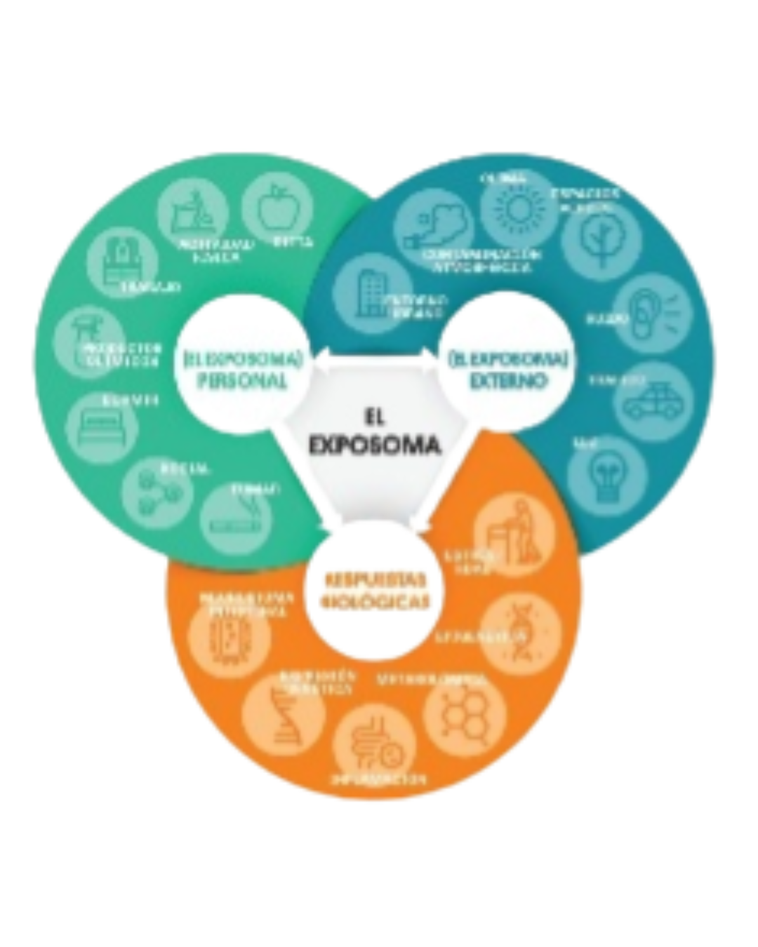 Rosácea y Helicobacter pylori